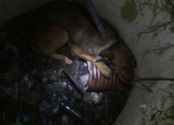 Ставропольские спасатели достали собаку из канализации