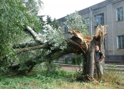 Стихия свалила столетний тополь в Кировском районе