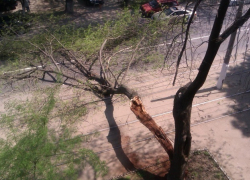 Ветка дерева оставила без света целое село на Ставрополье