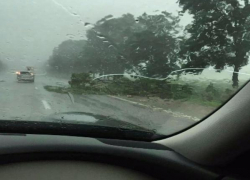 Стихия рушит деревья на трассе Ставрополья