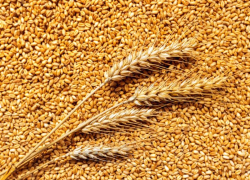 Ставропольские зерновые бизнесмены обвиняются в мошенничестве на 26,7 миллиона рублей