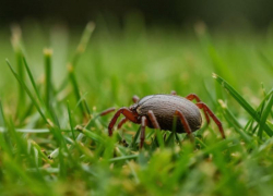 В Ставропольском крае зарегистрирован первый случай заболевания клещевым боррелиозом в 2026 году