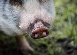 На Ставрополье «ЮгРосПром» из-за африканской чумы потерял более 42 миллионов рублей