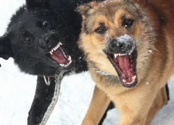 Следователи проверят администрацию Кисловодска после нападения бродячих собак на прохожих