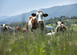 Более 500 животных без документов перевозили на Ставрополье с сентября