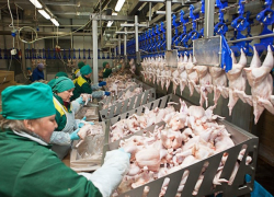 «Не куры, а мутанты какие-то», — эксперт о запрете ввоза ставропольской птицы в Беларусь и Азербайджан