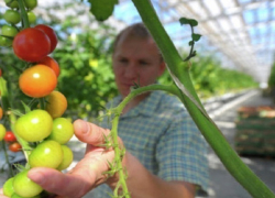 Почти 10 миллиардов рублей вложили в строительство первой очереди крупной теплицы на Ставрополье