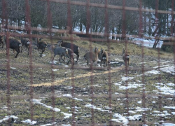 На Ставрополье заботятся о сохранении пятнистых и благородных оленей