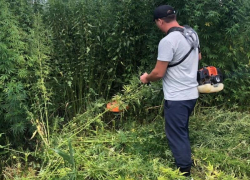 Сто преступлений и 17 килограммов наркотиков: новые детали операции «Мак-2020» на Ставрополье 