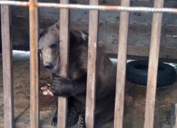  «Считайте что он труп уже», — соцсети о загадочной судьбе медведя, спасенного губернатором Ставрополья