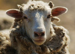 На Ставрополье горела овцеводческая ферма 