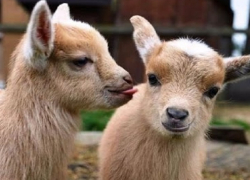 Козлята и куры сгорели в пожаре на хоздворе в Ставропольском крае 