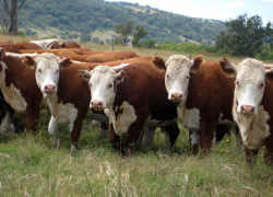 На Ставрополье депутат продал чужой скот, пасущийся на его участке