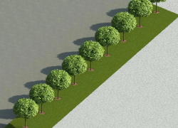 Клены на месте спиленных орехов пообещали высадить вдоль площади Ленина в Ставрополе