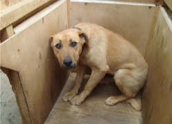 Ставрополец зарезал приятеля за избиение своей собаки 