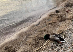 Множество мертвых уток обнаружили на берегу Новотроицкого водохранилища на Ставрополье