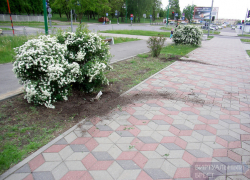 На Ставрополье воришка позарился на декоративные кустарники