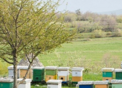 Стало известно, как бороться с гибелью пчел во время обработок полей пестицидами