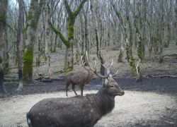 Пятнистого оленя сняла фотоловушка в одном из заказников на Ставрополье