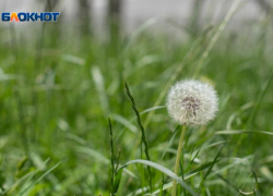 Жара до +37 и ливни растопят сердца ставропольцев 11 июня 