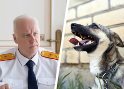 Александр Бастрыкин взял на контроль дело с нападением ротвейлера на мальчика в Ессентуках