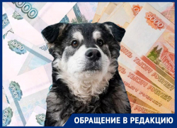 «У меня 7 животных, чипирование обойдется в 21 тысячу»: спорный приказ властей Ставрополья разоряет горожан 