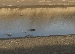 Спасатели извлекли из воды два тела ставропольчан