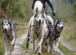 В Ставрополе пройдут бесснежные гонки на собачьих упряжках