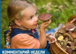 "Сезон открыт": как отличить ядовитый гриб от хорошего рассказал ставропольский биолог 
