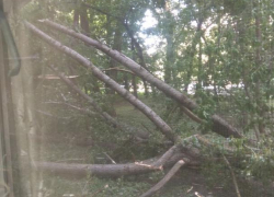 В Ставрополе из-за ветра упало дерево и повредило балкон