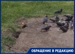 Центр Ставрополя заполонили крысы и голуби из-за сердобольности горожан