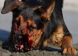 Свирепая собака загрызла насмерть оставленную без присмотра 2-летнюю девочку на Ставрополье