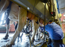 Новый крупный племзавод по выпуску молока открыли на Ставрополье 