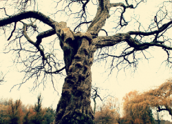 Из-за спила деревьев сотни жителей села Донского лишились бытовых приборов 