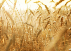 На Ставрополье начался прием заявок на получение льготных инвестиционных кредитов в 2019 году