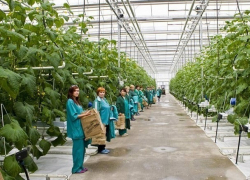 120 гектаров новых теплиц будут увеличивать объем продукции на Ставрополье 