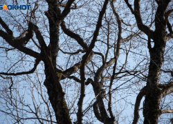 На термометре +4, по ощущениям 0 градусов: какая погода будет в Ставрополе 9 апреля