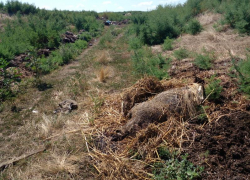Африканская чума свиней разрослась на несколько округов Ставрополья