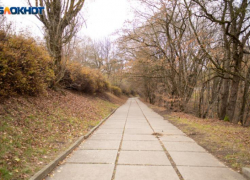 Что известно на сегодня о терренкурах в Таманском лесу Ставрополя: 7 троп, 24 миллиона и никаких вырубок