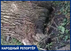 «Все на контроле»: большое сухое дерево держится на проводах в Ставрополе