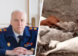 Александр Бастрыкин дал поручение возбудить уголовное дело по факту смерти лошадей в Ставропольском крае