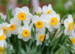 От крокусов до нарциссов: какие цветы выбрать для сада рассказали в ставропольском Россельхозцентре