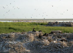 Самая крупная в стране колония розовых пеликанов обитает на Ставрополье