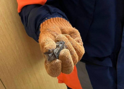 Летучую мышь нашли спасатели в селе Красногвардейском на Ставрополье