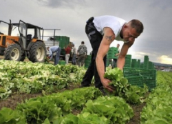 Фермерам стало сложнее получить субсидии в Ставропольском крае 