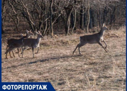 В окрестностях Ставрополя выпустили десять краснокнижных оленей 