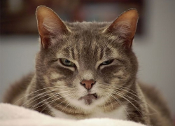 Кот-маньяк нападал на жителей дома в Кисловодске 