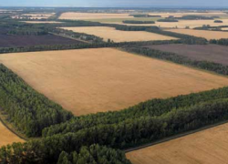 На реконструкцию лесополос понадобится почти 3 млрд рублей на Ставрополье