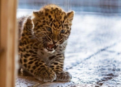 В зоопарке Ставрополя родились котята леопарда