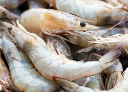 Рыбоводным предприятиям Ставрополья каждый год выделяют 3,4 млн рублей господдержки